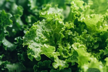 Hydroponic lettuce varieties thriving in a greenhouse, offering crisp and fresh salad greens with minimal environmental footprint.