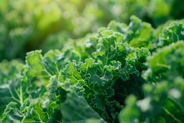 Hydroponic kale thriving in a greenhouse environment, illustrating year-round cultivation with minimal environmental impact.