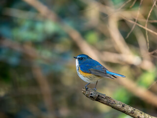 森の中で枯れ木に留まっているルリビタキの雄
