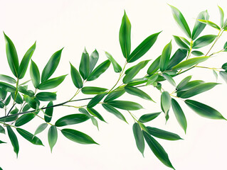 Fototapeta premium A branch of green leaves against a white background.