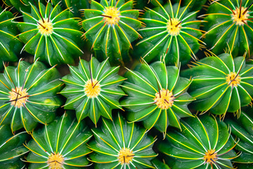 Obraz premium Floral seamless pattern with cactus flowers, perfect for wallpaper, textile, or decoration