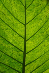 Close up to an Alocasia leaf
