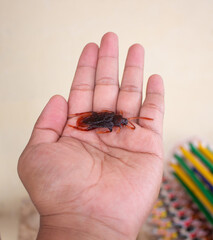 left hand man holding toy cockroach in palm