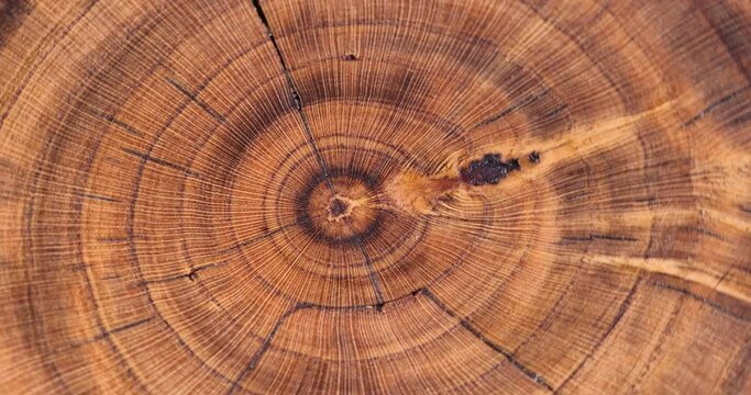 a beautiful cut of a walnut tree processed for decoration and use, a cut of a walnut tree with annual rings