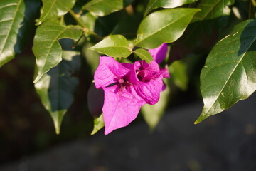 bougainvillea flower close up
