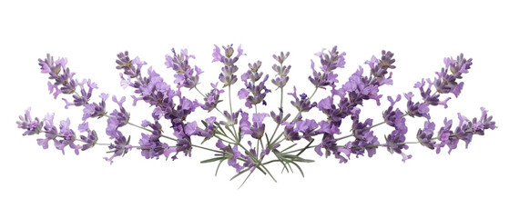 A horizontal view of pile of lavender twigs isolated on a plain background or PNG for poster or graphic use, Generative AI.