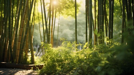 Panoramic view of a bamboo forest with sunlight in the morning