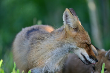 Fox cubs having some affectionate moments with their mother