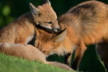 Fox cubs having some affectionate moments with their mother