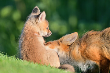 Fox cubs having some affectionate moments with their mother