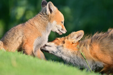 Fox cubs having some affectionate moments with their mother