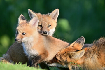 Fox Pup Playing with mother at Los Golf Course