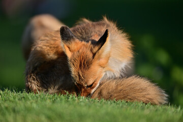 Fox Pup Playing with mother at Los Legos Golf Course