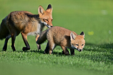 Fox Pup Playing with mother at Los Golf Course