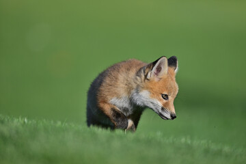 Young Fox cub playing near the den