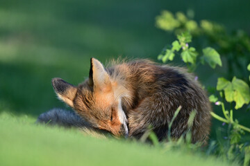 Fox Playing at Los Golf Course