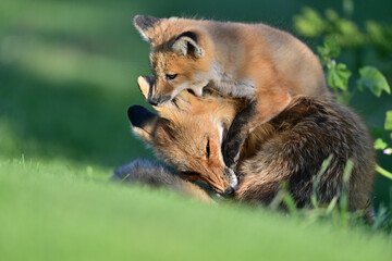 Fox Pup Playing with mother at Los Golf Course