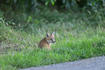 Young Fox cub playing near the den