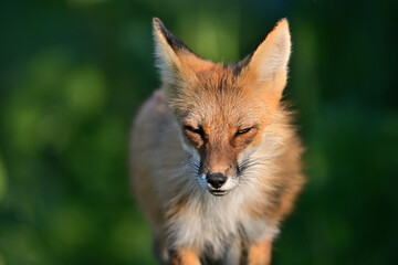 A Beautiful Portrait of a mother Fox  shot at Los Golf Course, California