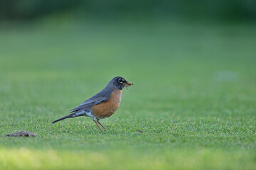 American Robin hopping on the field with worm on the bill