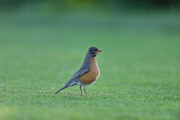 American Robin hopping on the field with worm on the bill