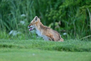 Beautiful fox portrait 