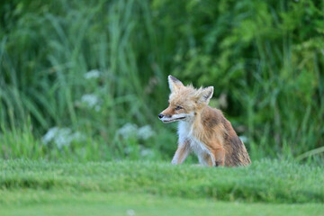 Beautiful portrait of an adult fox