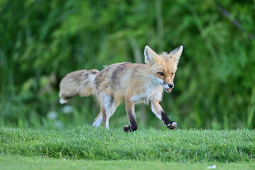 Adult Fox running around in the field - obrazy, fototapety, plakaty