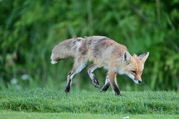 Adult Fox running around in the field