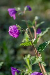 Summer wildflowers in full bloom, Austin, Texas native plants cactus blowers