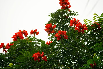 Naklejka premium Close-up of Spathodea campanulata flower