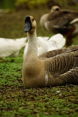 Close-up of Anser cygnoides