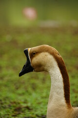 Close-up of Anser cygnoides