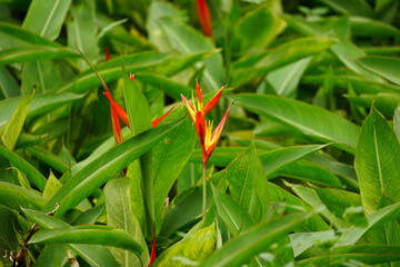 Close-up of Heliconia psittacorum flower