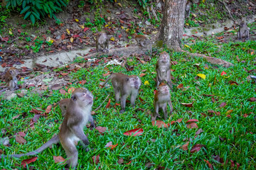 Monkeys on the streets of Langkawi, Malaysia
