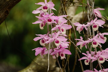 Close-up of Dendrobium parishii orchid