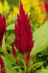 Close-up of Celosia cristata flower