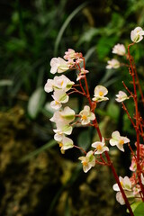 Naklejka premium Close-up of Tropaeolum majus flower