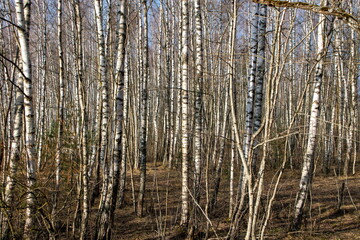 White birch trunks in the spring sun
