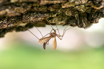Summer wildflowers in full bloom, Austin, Texas native plants cactus blowers