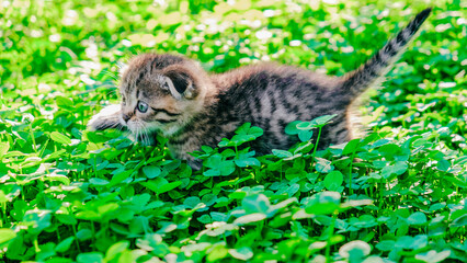  Little fold kitten in clover.tabby kitten gazes in awe at the sunlit summer garden.Pet walking...