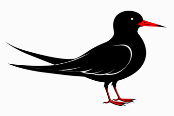 Tern silhouette on white background, Vector illustration, icon, svg, characters, Holiday t shirt, Hand drawn trendy Vector illustration, illustration of a seagu