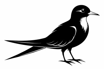 Tern silhouette on white background, Vector illustration, icon, svg, characters, Holiday t shirt, Hand drawn trendy Vector illustration, illustration of a seagu