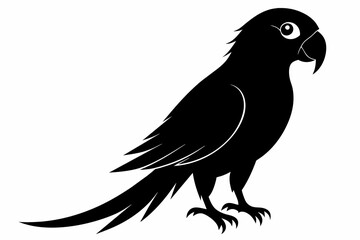 Parrot silhouette on white background, Vector illustration, bird, icon, svg, characters, Holiday t shirt, Hand drawn trendy Vector illustration, illustration of a seagull
