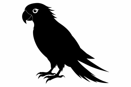 recommend clip art: Parrot silhouette on white background, Vector illustration, bird, icon, svg, characters, Holiday t shirt, Hand drawn trendy Vector illustration, illustration of a seagull
                    