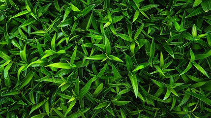 Fototapeta premium A close up of green grass.