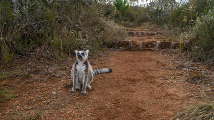 The ring-tailed Lemur catta is sitting on a red-soil dirt track, eating a banana. A charming animal with fluffy fur, a long striped tail, bright orange eyes. Madagascar. Lemur Island.  Nosy Soa Park