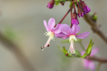 Summer wildflowers in full bloom, Austin, Texas native plants cactus blowers