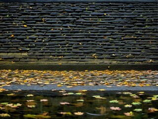 Obraz premium autumn leaves on the pavement