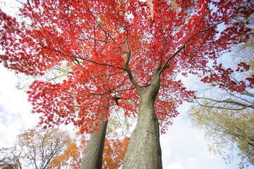 Japanese Lace leaf Maple 